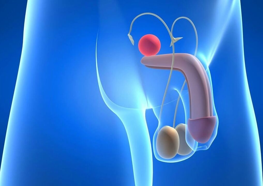 structure of the penis and ways to increase it
